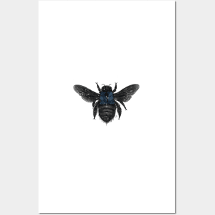 Blue Banded Bee Posters and Art